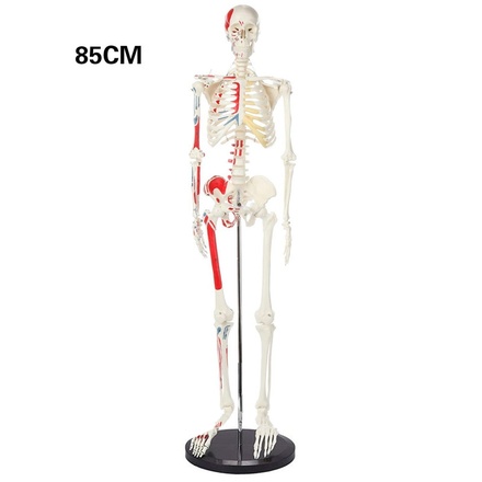 85CM Human Skeleton ...