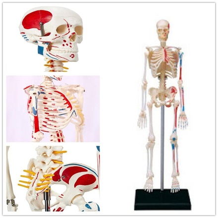 Human Body Anatomy A...