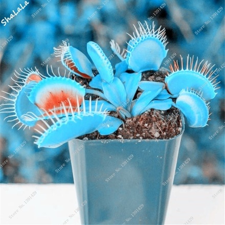 100pcs Dionaea Musci...