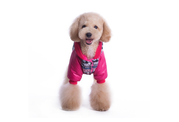puppy clothes uk
