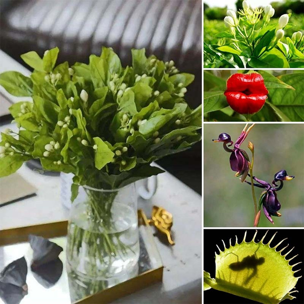 Orchid Seeds Mix Flying Duck Orchid Bonsai Perennial Flowers Garden Bloom Plants