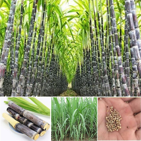 50/100 Pcs Delicious Succulent Sugar Cane Seeds Vegetable ...