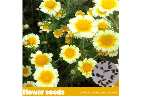 The Single Strategy To Use For Where To Buy Chrysanthemum Seeds