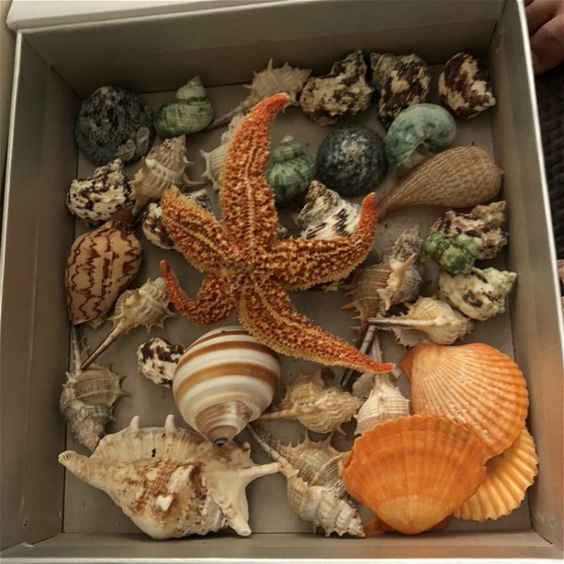 25 X Natural Starfish Shells Corals Sea Snail Fish Tank Aquarium Ornament Adorn