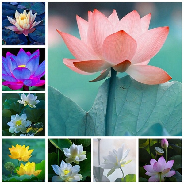 Bonsai Flower Lotus Flower For Summer Bowl Lotus Pots Bonsai Garden Plants Exotic Water Lily Aquatic Hydroponic Flower Seed Wish