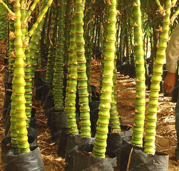 50pcs Gui Jia Zhu Bamboo Seeds For Home Garden Decor Wish
