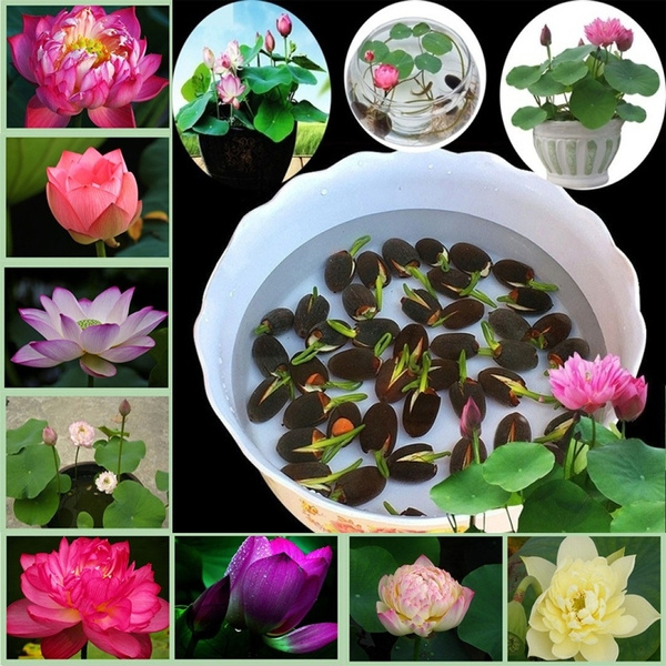 Hot Sale 20pcs Pack Bowl Lotus Bonsai Hydroponic Plants Aquatic Plants Flowerpot Lotus Water Lily Plant Bonsai Garden Wish