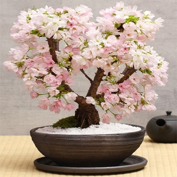 20pcs New Japanese Sakura Cherry Blossom Flower Seeds Bonsai Rare Tree Garden