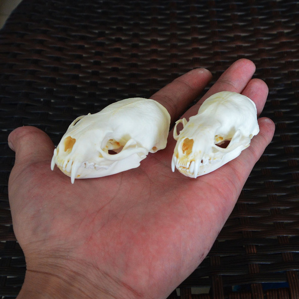 Real mink skulls, fine animal specimens