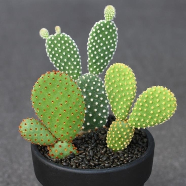 100pcs Cactus Seeds Real Prickly Pear Succulent Plant Seeds