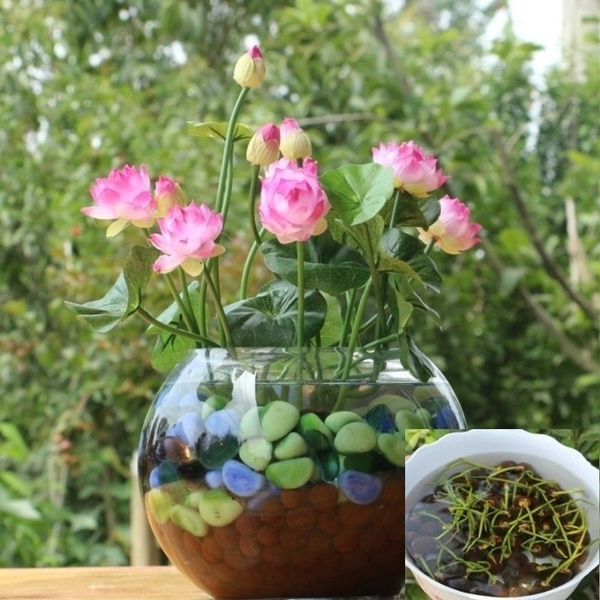 5 Pcs Water Lily Seed Bowl Lotus Bonsai Seeds Aquatic Plants Flower Home Garden Office Decoration Easy To Plant Wish