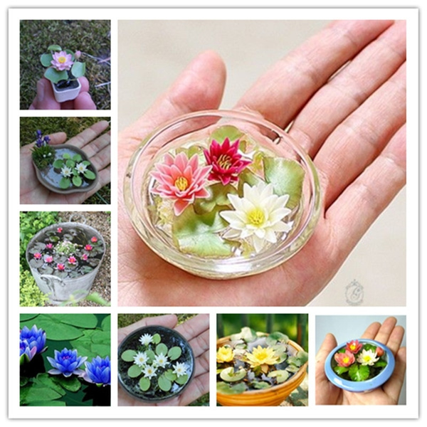 10 Pcs Bag Lotus Flower Mini Lotus Bonsai Aquatic Plants Bowl Lotus Water Lily Home Garden Other Seeds Bulbs