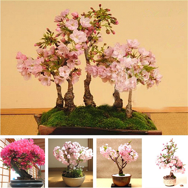 20pcs 40pcs 100pcs New Pink Hot Pink Japanese Sakura Cherry Blossom Flower Seeds Bonsai Rare Tree Plants Bonsai Seeds For Home Garden Wish